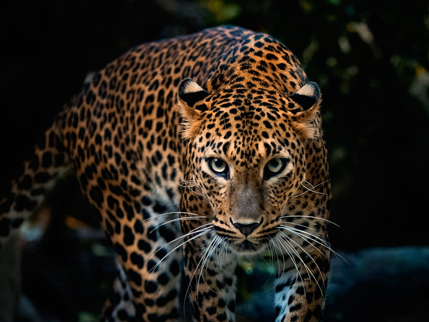 Leopard [1600x1200] for your , Mobile & Tablet HD wallpaper