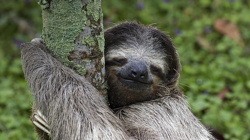 1920x1080 Animal Sloth Smile, cuddling sloth HD wallpaper