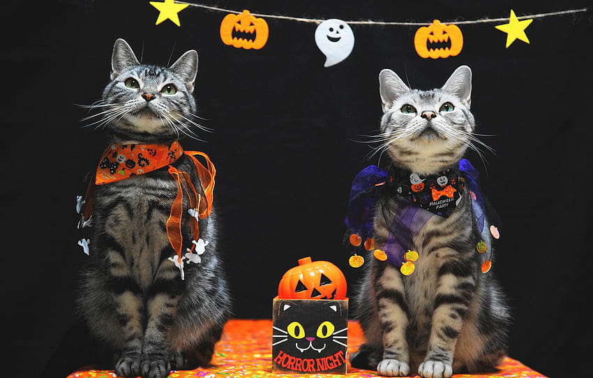 есен, виж, празник, котки, двойка, костюм, облекло, тиква, черен фон, двойка, две, Хелоуин, седнал, две котки , раздел кошки, сладки хелоуински котки HD тапет