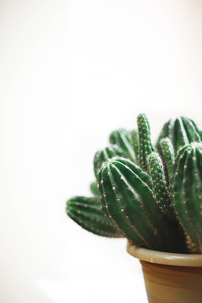 Aloe Vera Plant on White Pot · Stock, cactus plush HD phone wallpaper