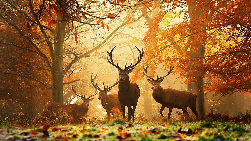 1920x1080 Autumn, london in autumn HD wallpaper | Pxfuel