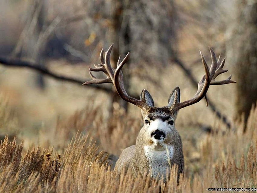 Mule Deer Buck tła, jeleń w okularach Tapeta HD