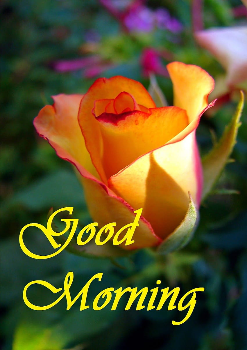Good Morning With Yellow Rose ... tip, good morning baddie HD ...