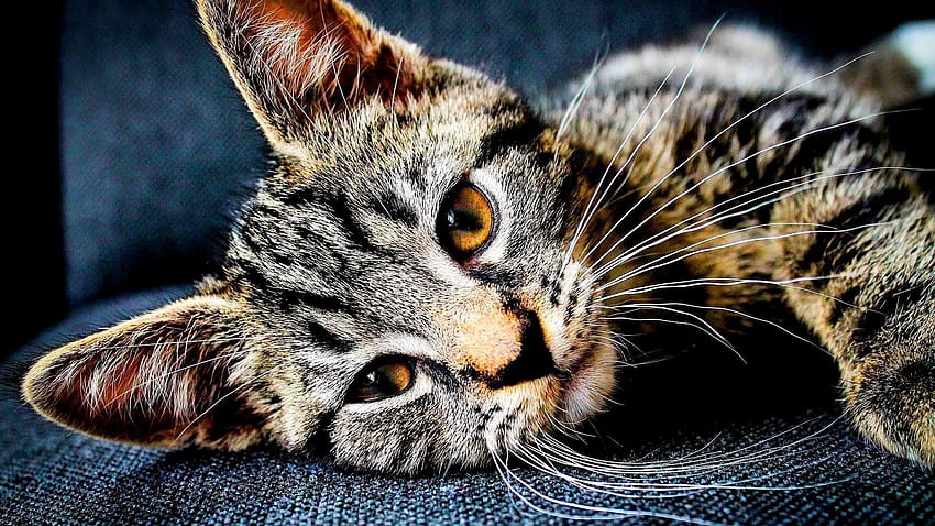 Beautiful Cat, full of cute cats for dell laptop HD wallpaper | Pxfuel