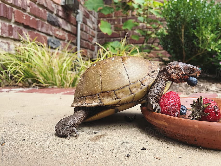 Three Toed Box Turtle Eating Blueberries and Strawberries by Leigh Love, turtles eating HD wallpaper