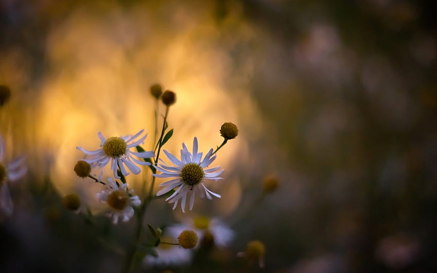 : sunlight, nature, branch, yellow, morning, white flowers, blossom, autumn, leaf, flower, plant, flora, petal, wildflower, 1920x1200 px, computer , botany, close up, macro graphy, daisy family 1920x1200, autumn wildflowers HD wallpaper
