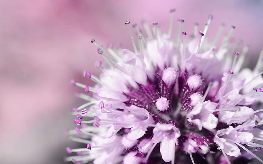 Lila Blume Hintergrundbilder, blumen fondo de pantalla