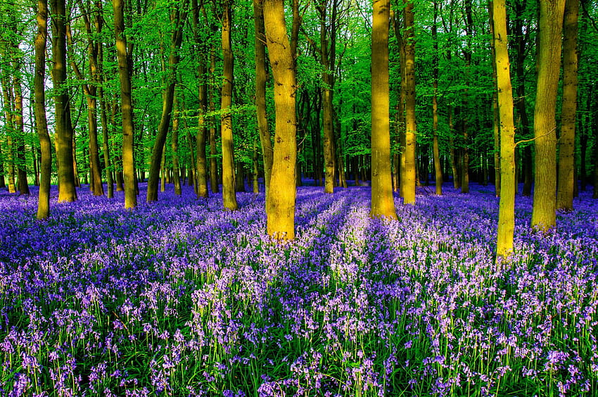 10 mejores bosques ingleses de campanillas para visitar abril y mayo fondo de pantalla