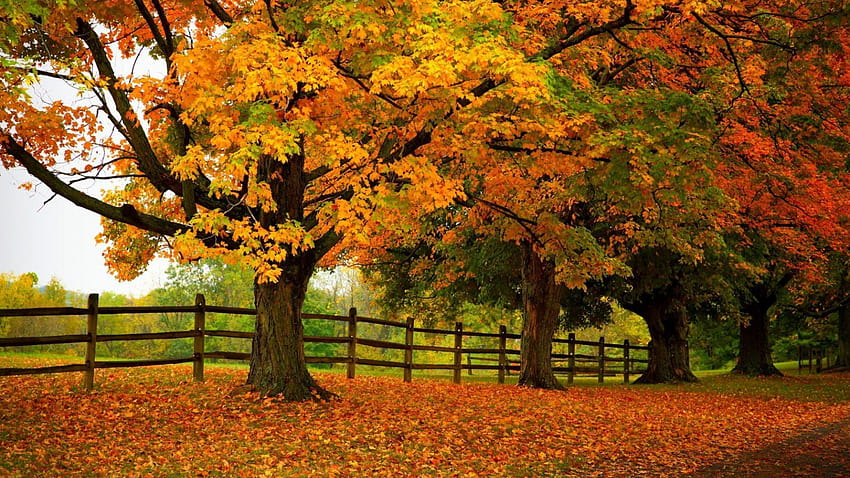 Autumn Trees Forest Park Ultra [1680x1050] for your , Mobile & Tablet