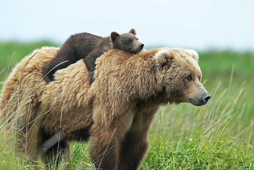 Grizzly Bear » Laptop HD wallpaper