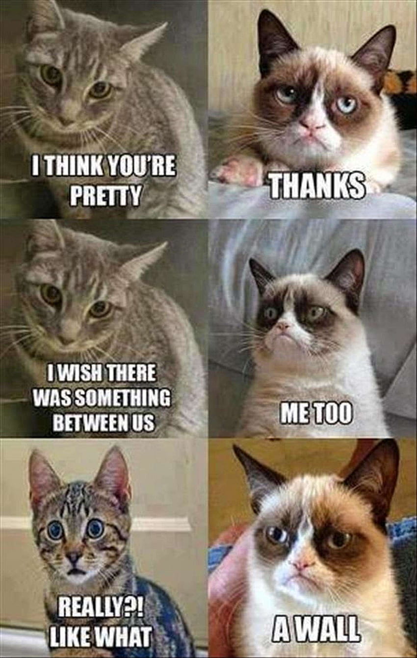 Funny Grumpy Cat Memes HD phone wallpaper