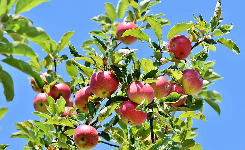 Apfelbaum für HD-Hintergrundbild