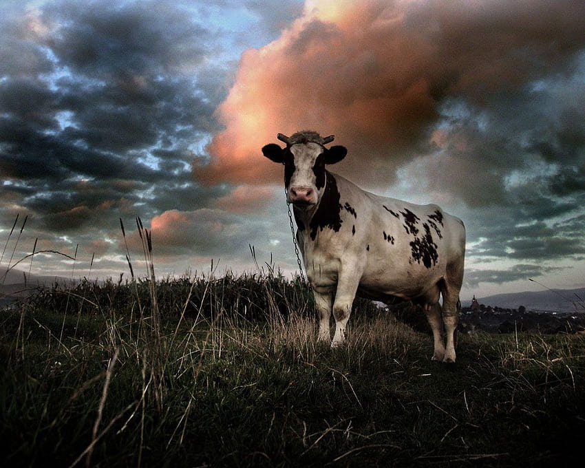 10 Cows, fat cow HD wallpaper