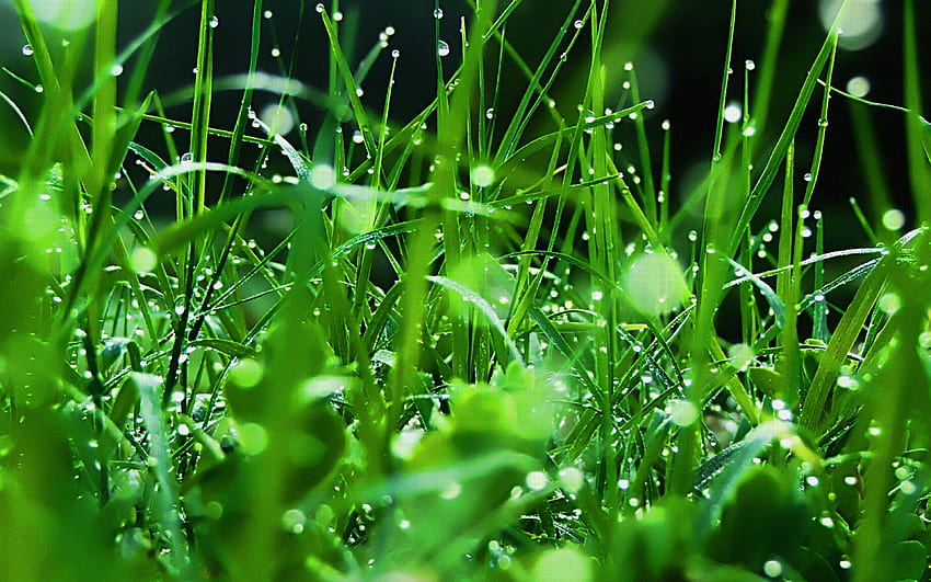 3840x2400 Grass, Dew, Drops, Green, Freshness, dew drops HD wallpaper