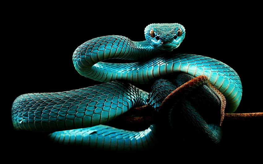 Ładny niebieski wąż, słodkie węże Tapeta HD