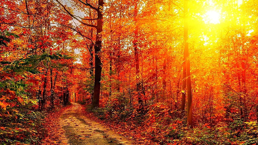 Sun Autumn Nature Roads forest Trees, autumn forest sunlight horizontal HD wallpaper