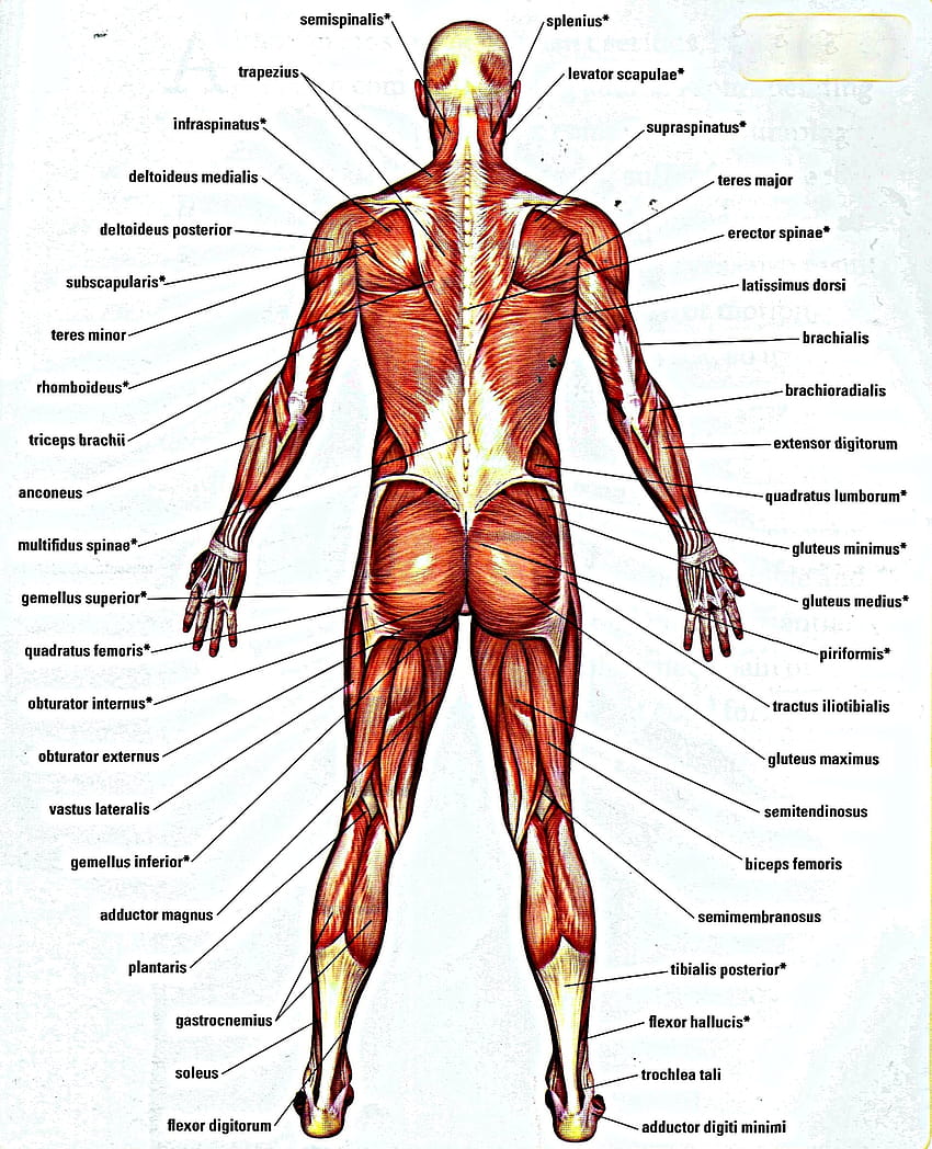 Obtenez une coloration du corps humain de haute qualité, anatomie musculaire Fond d'écran de téléphone HD