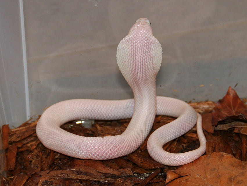 The White, indian king cobra snake HD wallpaper | Pxfuel