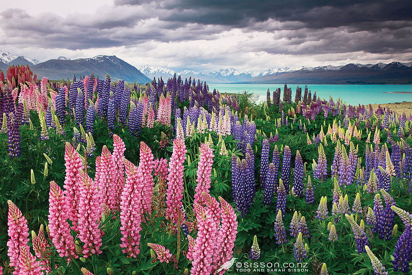 Field of Lupines by the Lake, field lupine flowers HD wallpaper | Pxfuel