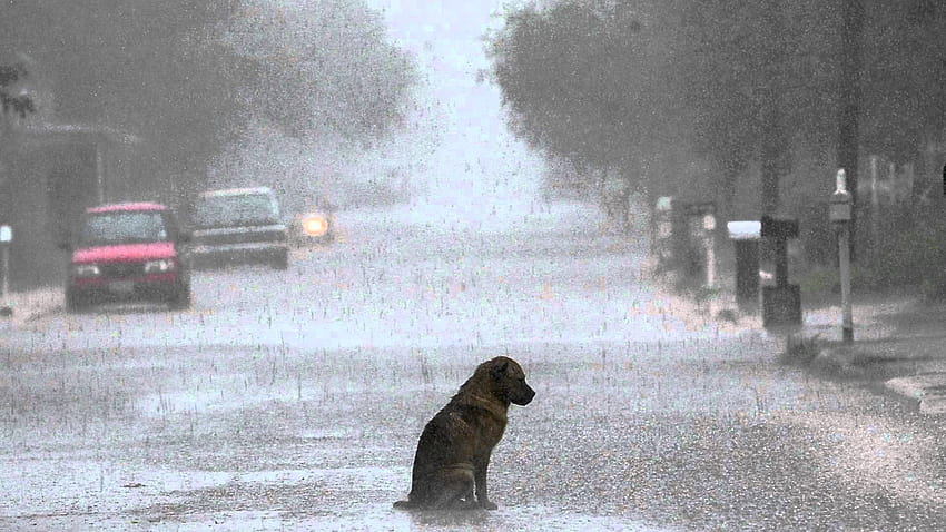 Cão triste solitário na chuva, cães tristes papel de parede HD