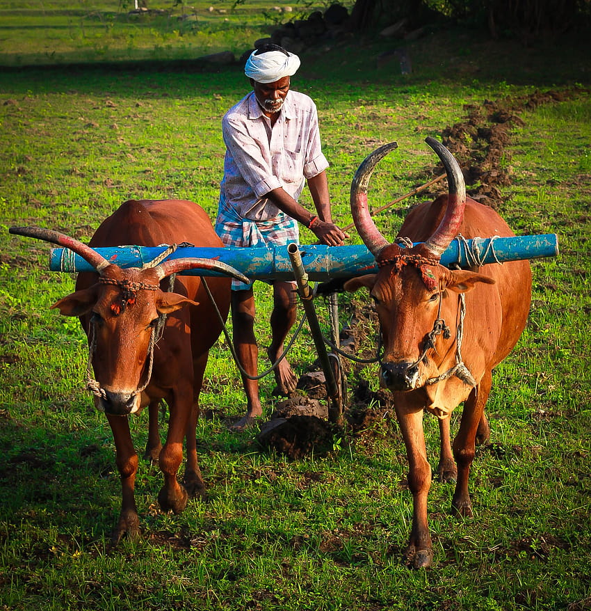 gráfico de um fazendeiro arando sua terra. Tirada em uma caminhada em uma vila perto de Madhurandhagam, Ta…, agricultura indiana Papel de parede de celular HD