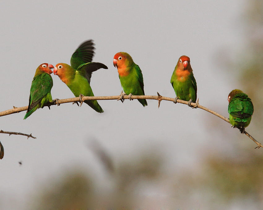 Cute Birds, cute love birds HD wallpaper | Pxfuel