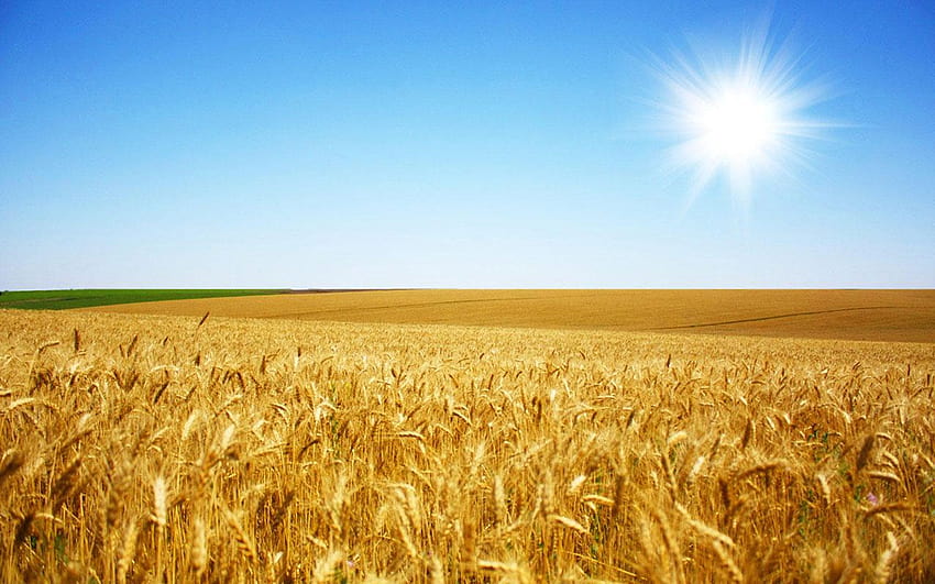 Harvest of golden wheat fields 3 Landscape, fields of wheat HD wallpaper