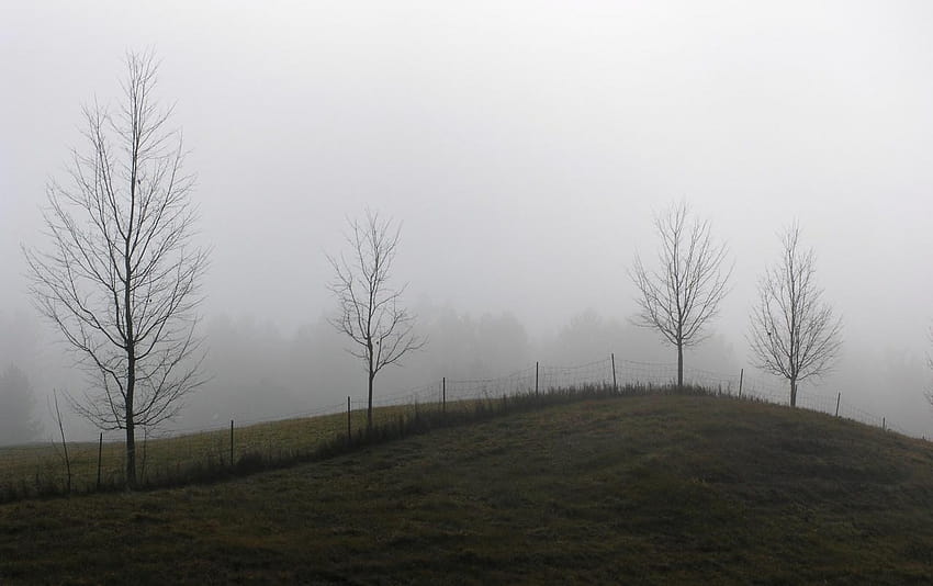 Dewy Meadow, kabut padang rumput Wallpaper HD