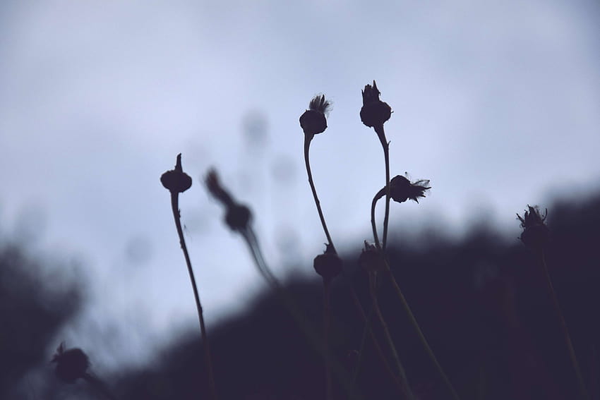 Kontrast, Löwenzahn, Details, Blume, Blumen, hell dunkel, Makro, Frühling und Hintergründe, Frühling dunkel HD-Hintergrundbild