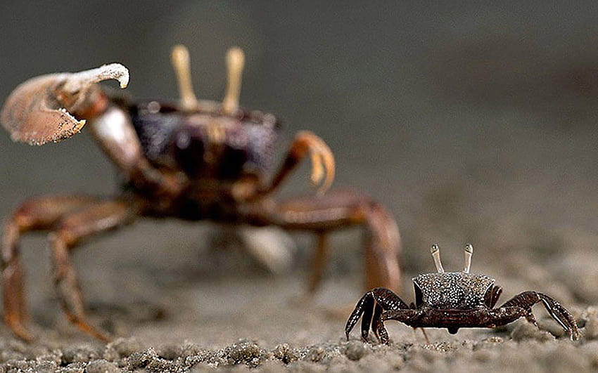 Hermit Crabs HD wallpaper