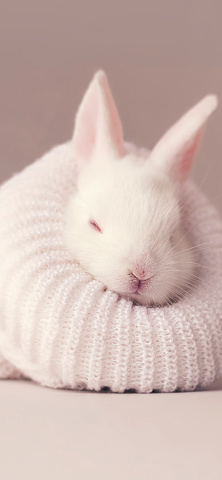 White rabbit , Newborn, Baby bunny, Sock, Cute bunny, Aesthetic