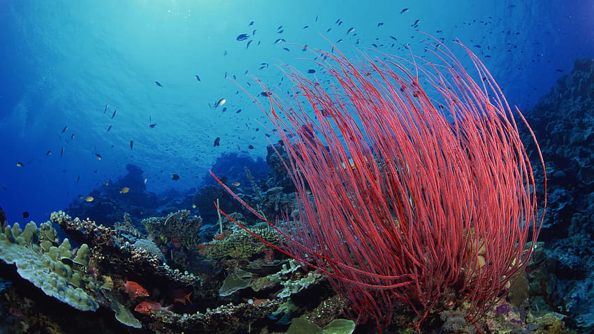 Plantas aquáticas no Oceano Pacífico, plantas marinhas papel de parede HD