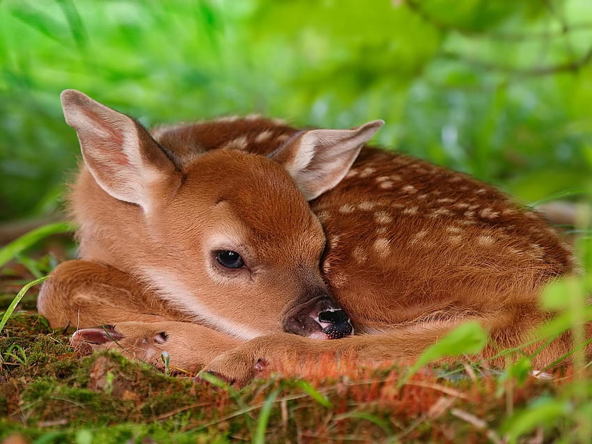 · Gallery · Animals · Red deer calf chital deer, baby deer valentine HD wallpaper