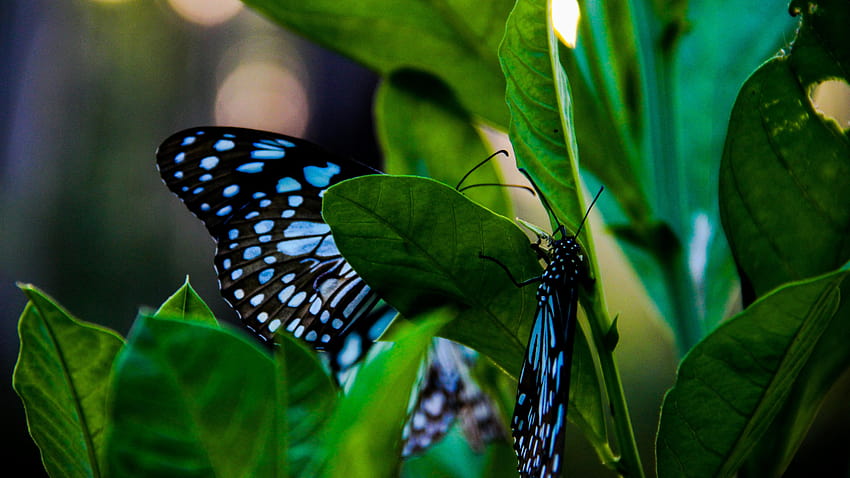 Schwarzer und blauer Schmetterling auf grünem Urlaub HD-Hintergrundbild