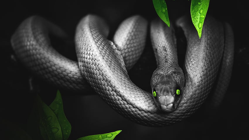 HD wallpaper: snake, reptile, digital art, 1920x1080, snake ultra hd, 4K