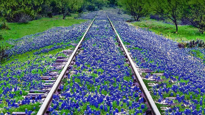Bluebonnet wildflowers near Llano, Texas, bluebonnets HD wallpaper