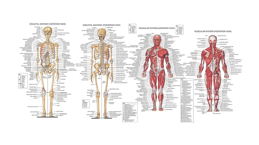 анатомия на тялото HD тапет