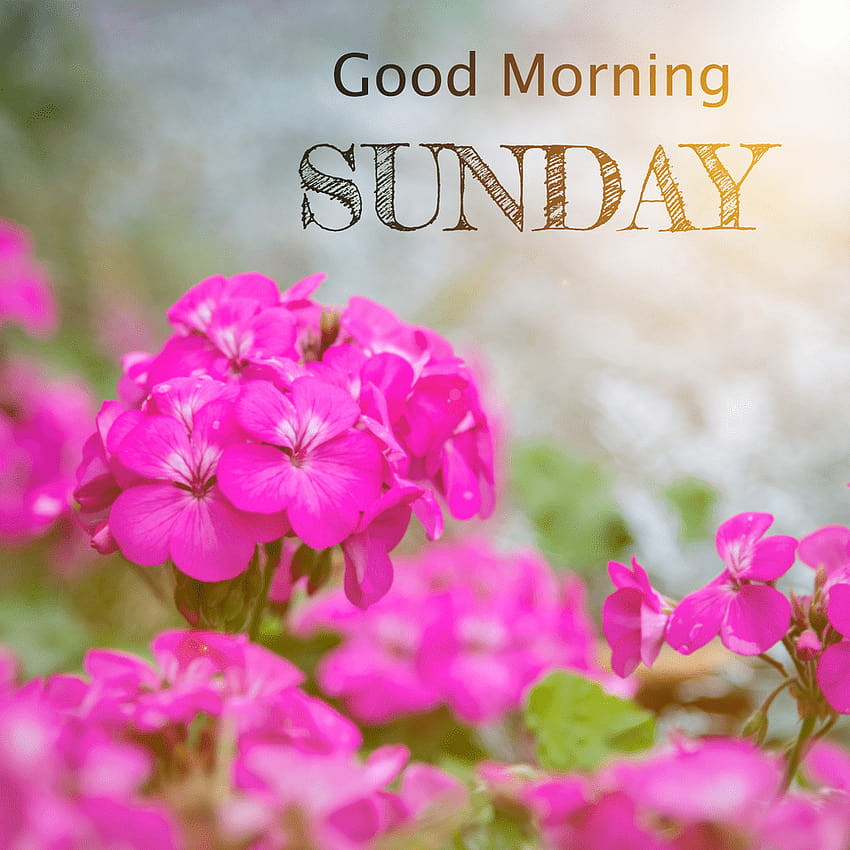 Sonntag ist ein wunderbarer Tag. Habt einen ganz tollen Tag mit schönen, guten Morgen Sonntag HD-Handy-Hintergrundbild