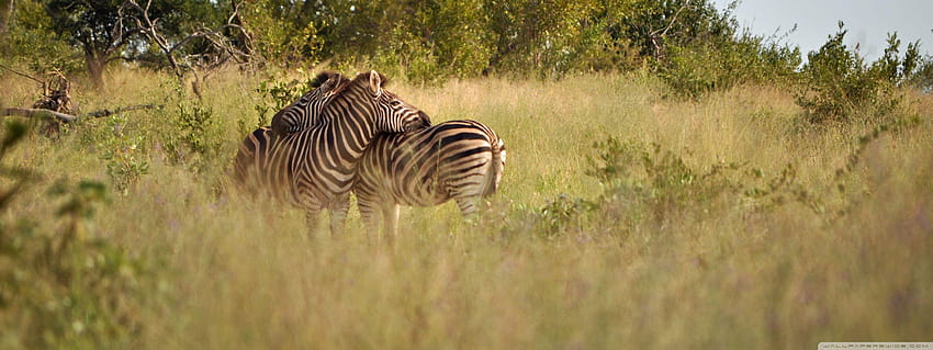 Park Narodowy Krugera ❤ dla • Podwójny monitor, park narodowy Tapeta HD
