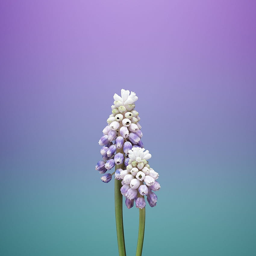 One of the New iOS 11 Default Looks... Familiar : Flume HD phone wallpaper