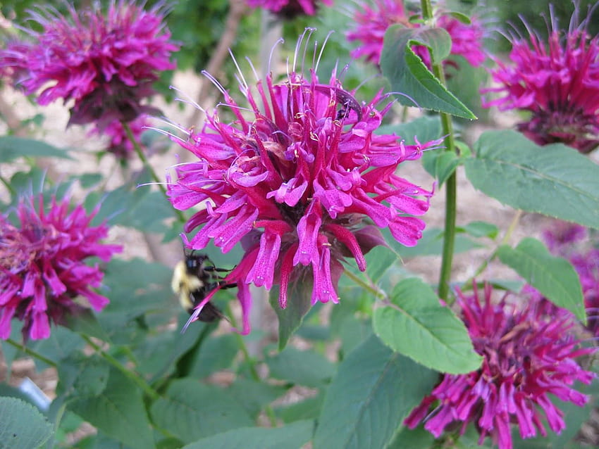 Bee Balm for Pollinators บาล์มผึ้งดอกไม้ วอลล์เปเปอร์ HD