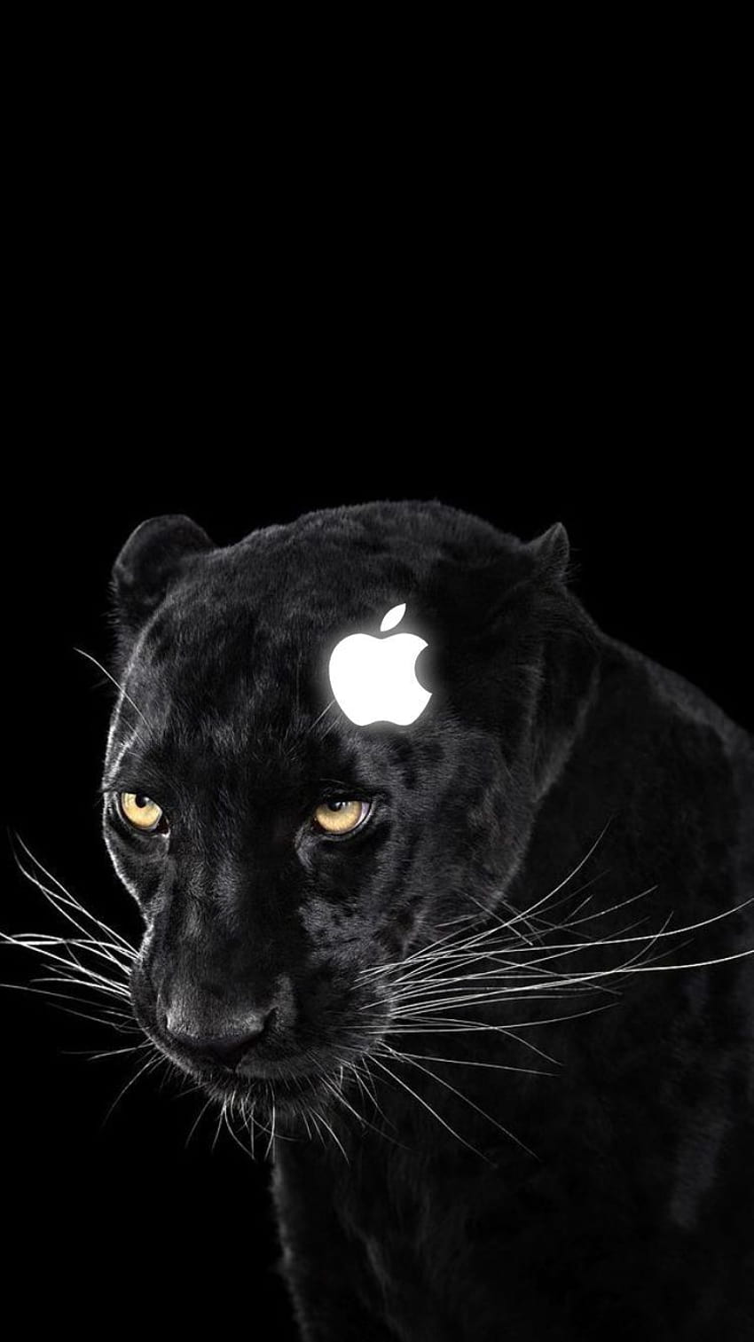 Cute Animal For Your Phone, black jaguar phone HD phone wallpaper