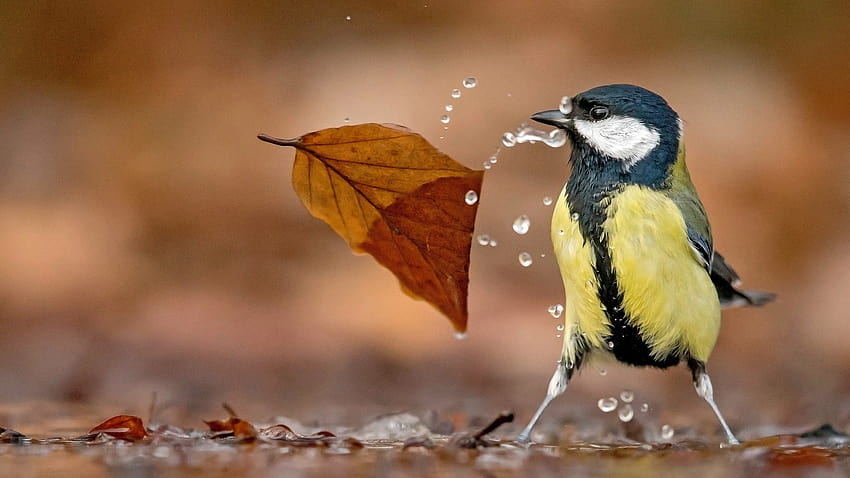 6235656 / autumn, water, bird, yellow, pasari, pitigoi, blue tit, leaf, great tit, bird autumn HD wallpaper