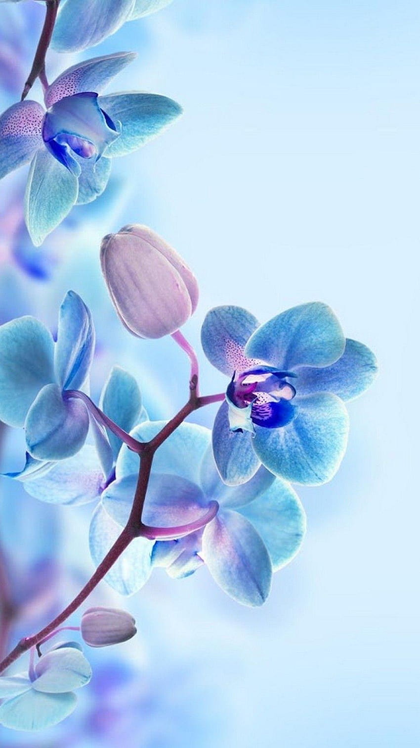 3D Flower For Mobile, cute 3d HD phone wallpaper | Pxfuel