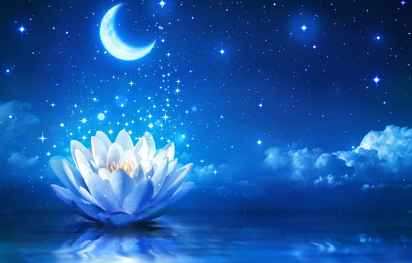Flower, Water, Lights, Lotus, Flower, moon with water HD wallpaper