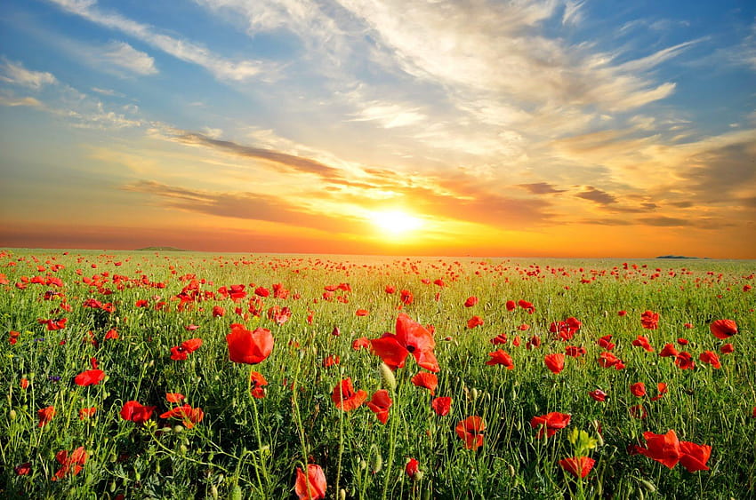 Puesta de sol de flores de pradera, pradera de flores y puesta de sol fondo de pantalla