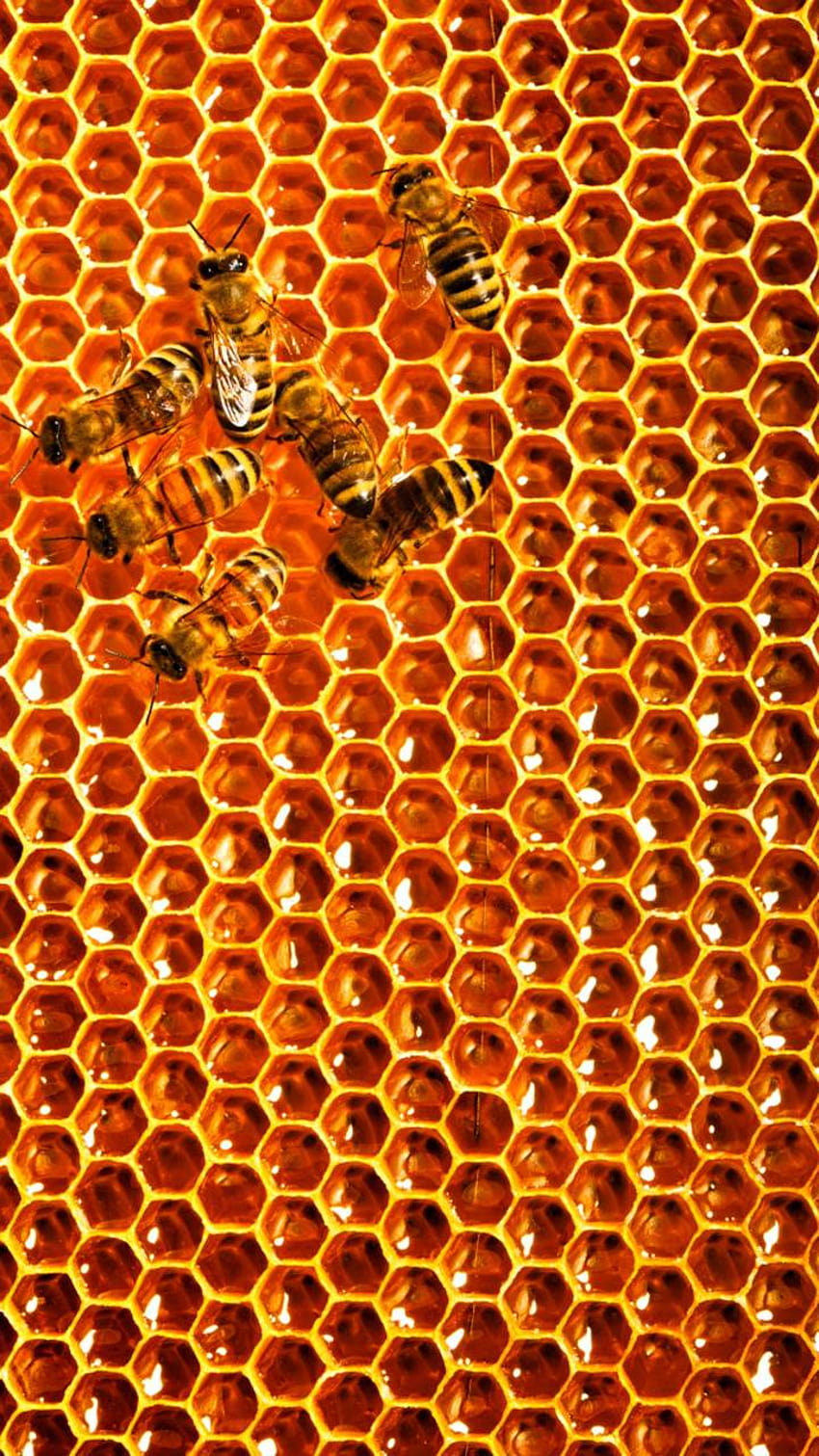OsNaR187 tarafından arı kovanı, arı kovanı HD telefon duvar kağıdı