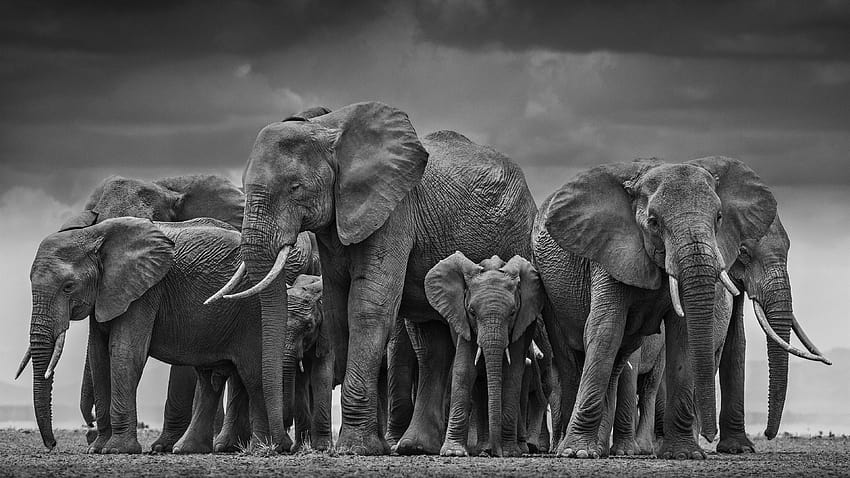 動物の象、象の pc 高画質の壁紙