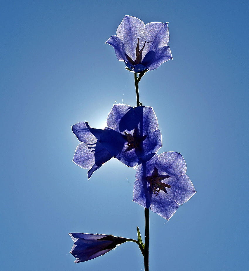 na Pixabay, niebieska dzwonek Tapeta na telefon HD