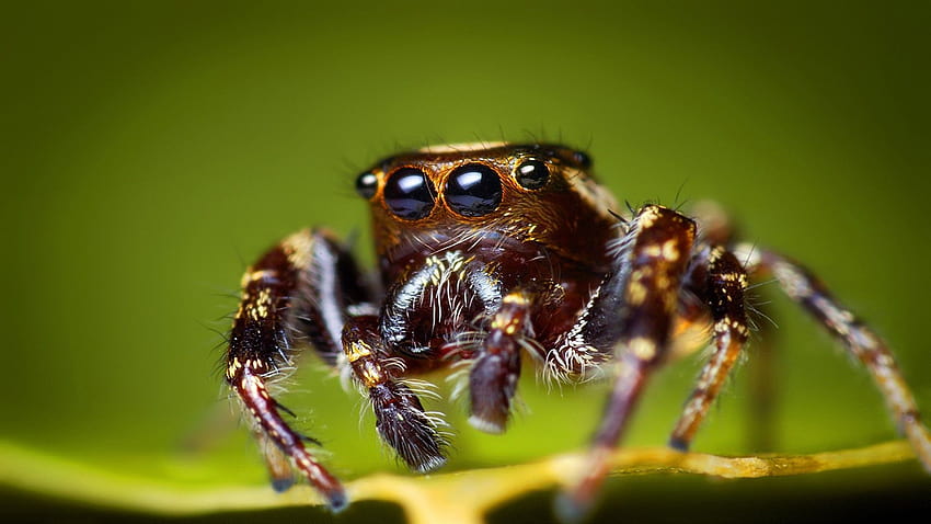 : ธรรมชาติ, แมลง, Jumping Spider, อนาธิปไตย, สัตว์ป่า, ใกล้ชิด, มาโคร, สัตว์ไม่มีกระดูกสันหลัง, สัตว์ขากรรไกร, orb weaver spider, Araneus, แมงมุมสวนยุโรป 1920x1080, ธรรมชาติของแมงมุม วอลล์เปเปอร์ HD